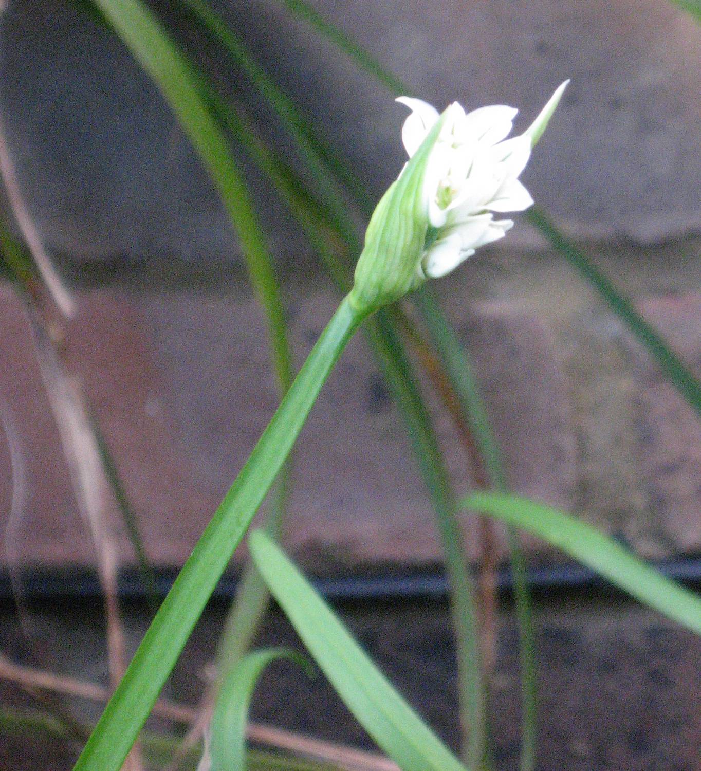 Three-cornered Leek
